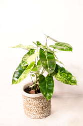Philodendron burle-marx variegata
